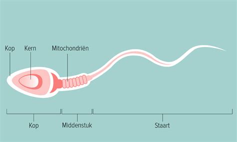 levensduur sperma|Levenscyclus en levensduur van sperma 